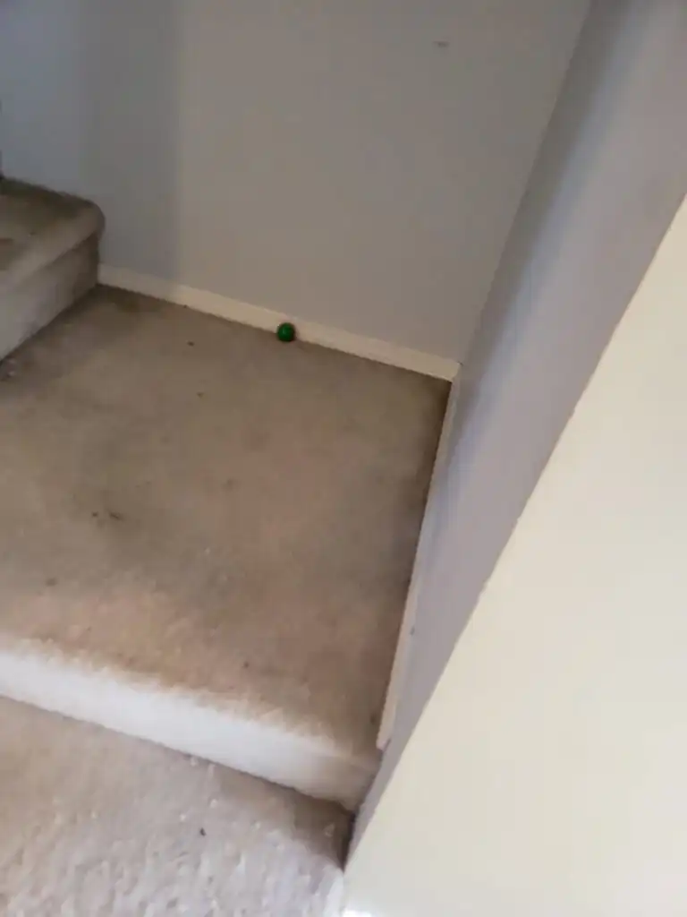 Ladner Renovation Poly B Replacement | Delta – Case Study #386 99